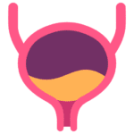 bladder