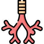 bronchus