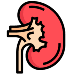 kidneys