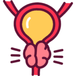 prostate