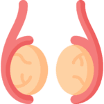 testicle